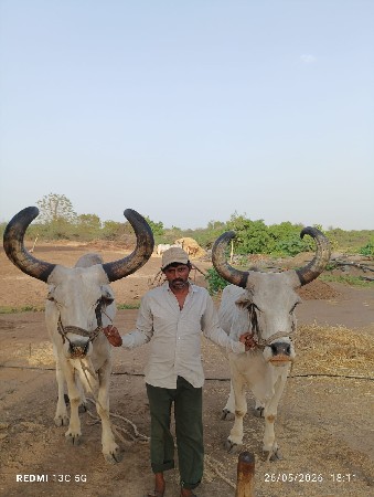 4 dhar salela