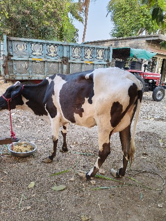 જર્સી ગાય વેચવાની છે
