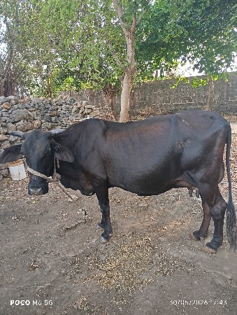 ગાય