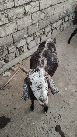 એક ની કિંમત 13000 સે
3 બકરી સે