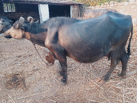 ભેંસ વેચવાની છે