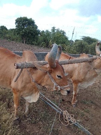 બળદ