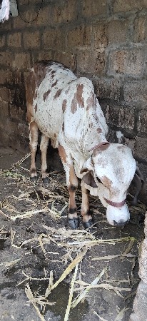 વાચડૌ મફત માં દૈવાનૌ છૈ