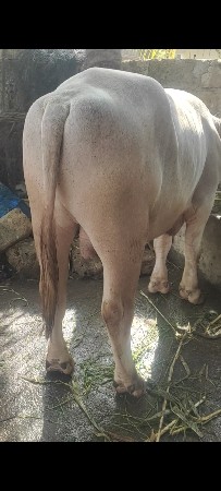 પાડૌ