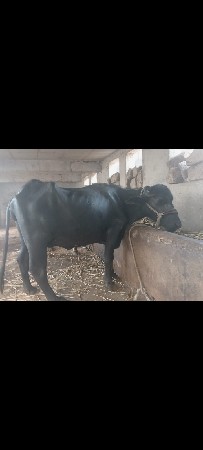 ભેસ વેસવાની છે