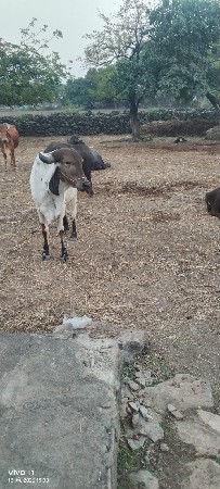 ગાય