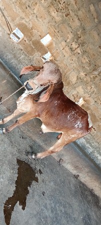 ગીર નંદી વેચવાનો છે