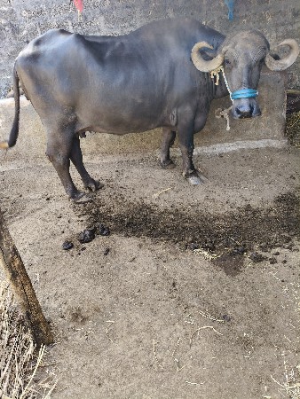 ભેંશ