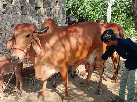 બે ગીર ગાય વેચવાની છે