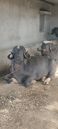 1 લૂ વેતર