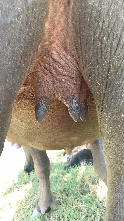 ખડેલી પેલા વેતરમા