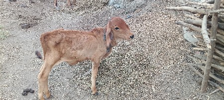 નાથાભાઈ