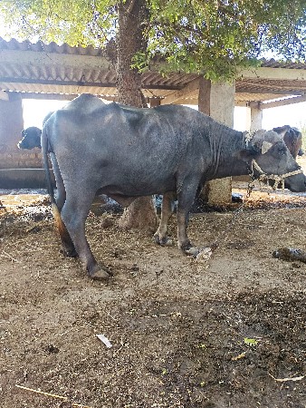 વેતર 3