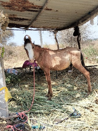 સુરેશભાઈ