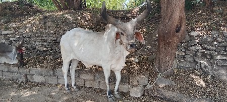 વેચવા નો છે