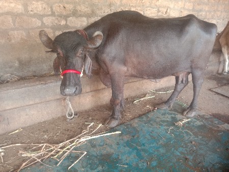 ભેસ