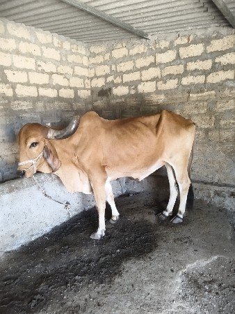 બેય વેચવાના સે અને