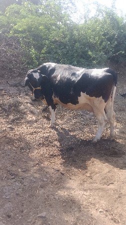એચપ ગાય વેચવાનું