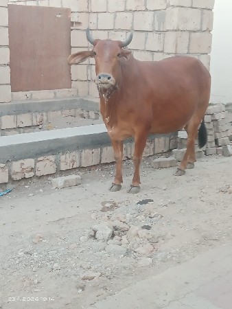 હોડકી વેચવાની છે