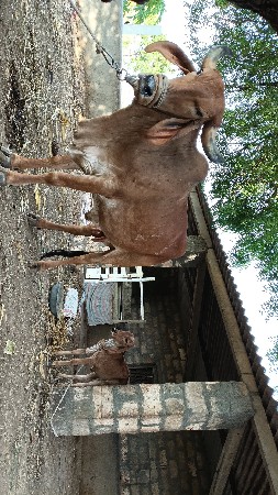 ગાય વેસવાની સે