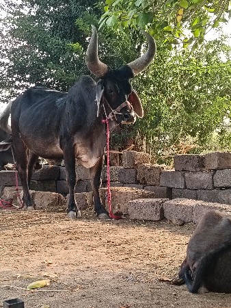 બડદવેચવાનોછે