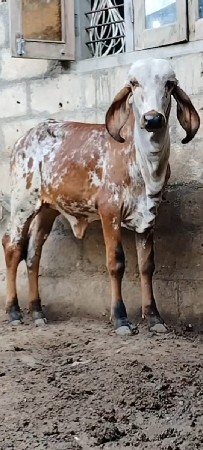 ગીર