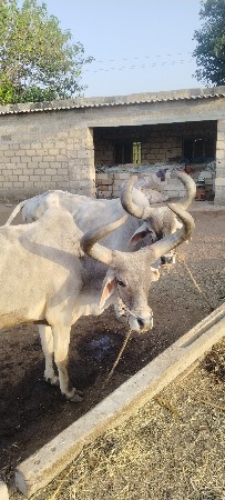 બળદ ત્રીજના વેચવાના છે