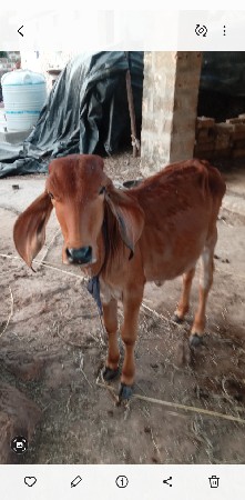 વાછડી