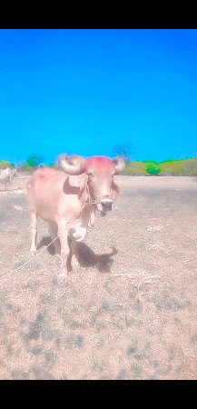 કિંમત 22000