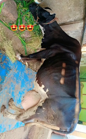 HF ગાય આપવાની સે