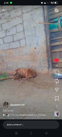 આ બકરી વેચવાનિ છે
