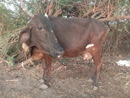 આ ગાય વેચવાની છે