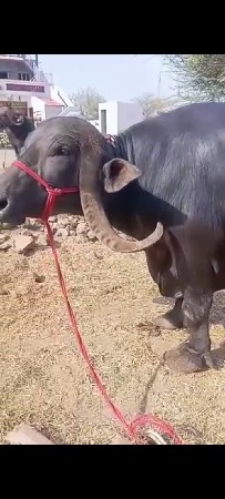 પારસ છે પારેખ