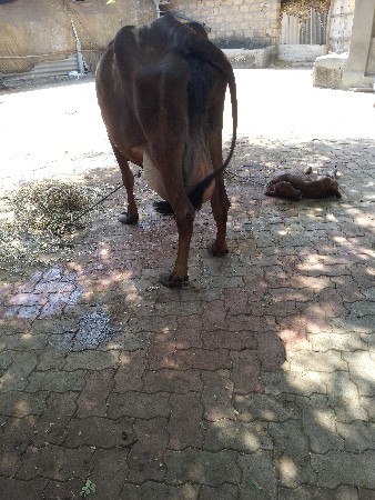 ગાય વેચવાની છે