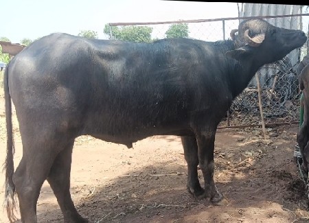 પાડો વેચવાનો છે