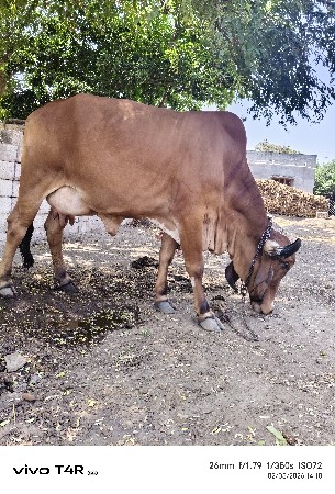 ગાય