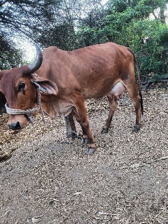 ગાય વેસવી વેણલ છે
