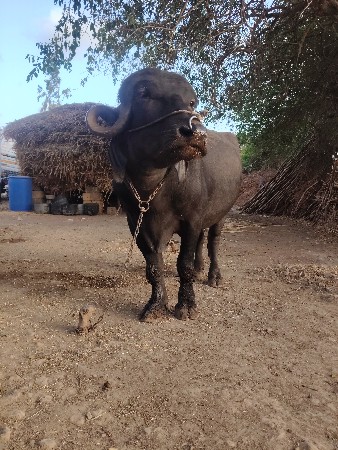 પાડો દાવ છે