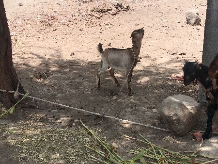 ચાર બોખડા વેચવાના છે