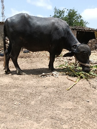 ખળેલી વેચવાની છે