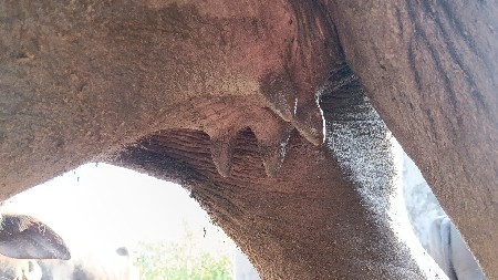 , 
પેલા વેતરની
