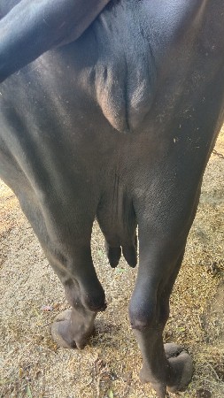 ભેંશ વેચવાની છે