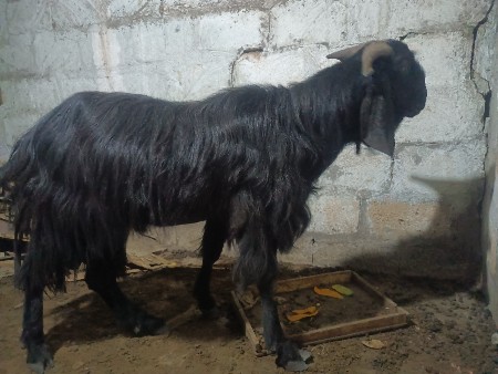 બકરો વેચવાનો છે