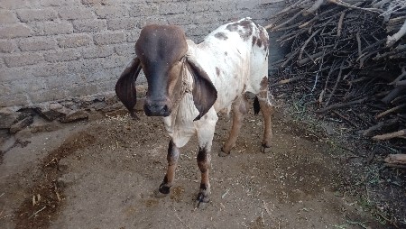 લિલડો વાછડો વેંચવાનો છે