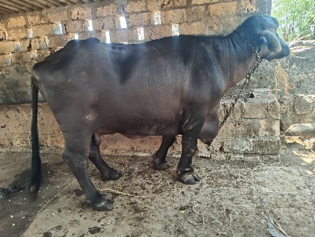 ભેસ વેચવાની છે.
