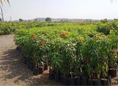 આંબાની કલમુ વાવી જશુ   ભાવ  1