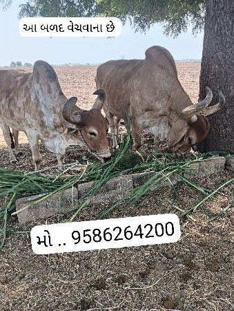 બળદ વેચવાના છે
