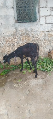 એક બકરી અને બે બચ્ચાં વેચવાનાછે