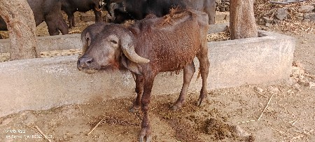 પાડો