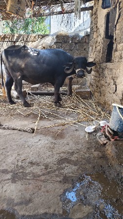 ભેંસ વેચવાની છે ગામ કડાયા ગીર
